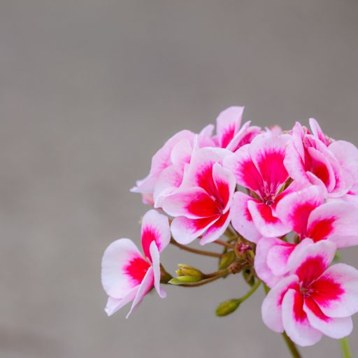 Geranium