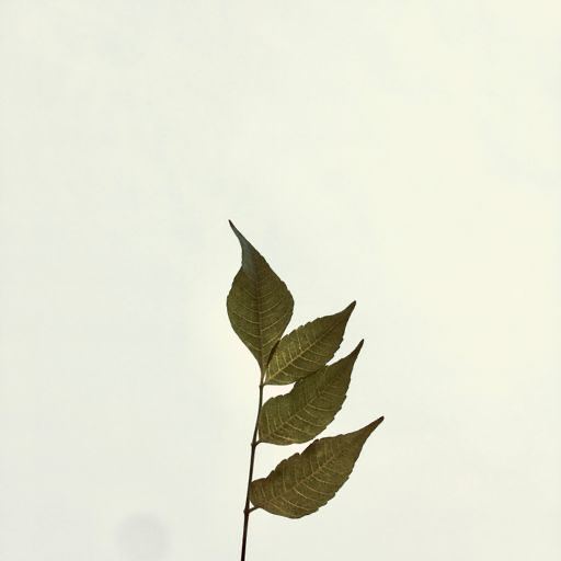 Neem Extract
